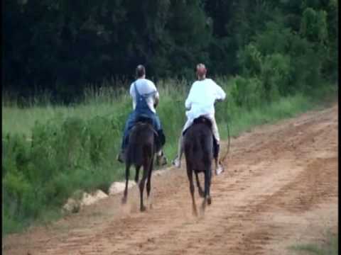Speed Raking Speed Racking Horses Racing - YouTube
