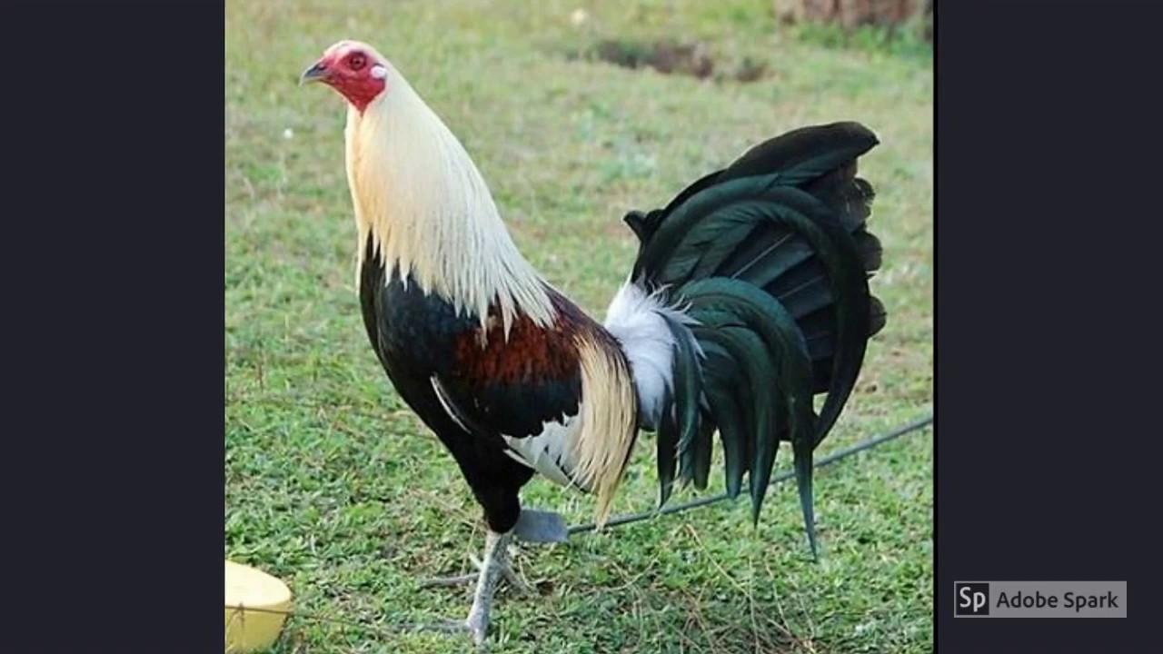 EL RENGO DEL GALLO GIROLOS TIGRES DEL NORTE YouTube