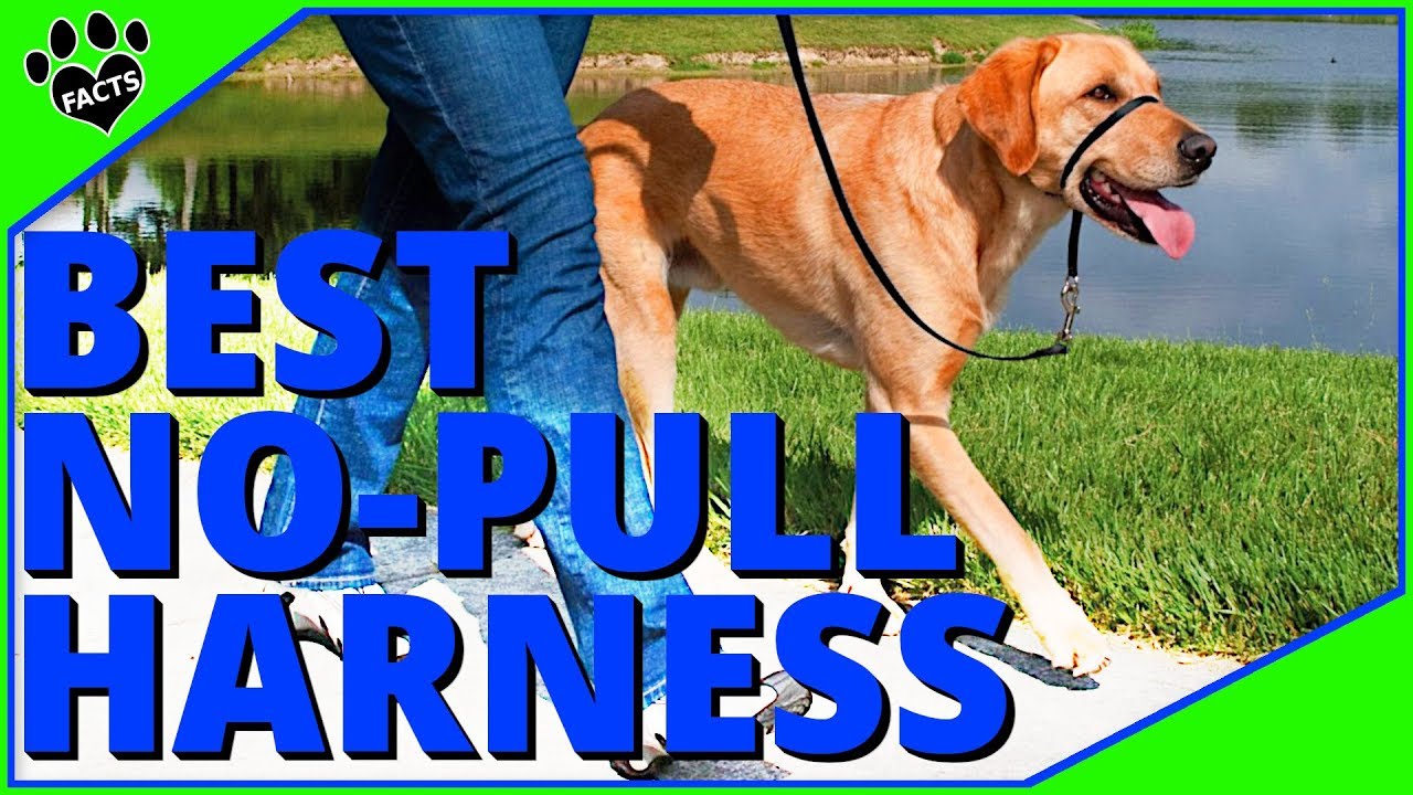 best harness to teach dog not to pull