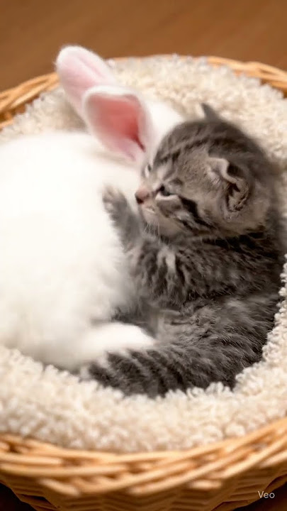 #animalshorts #beforeandafter #cinematicanimalsA tiny gray 202510012005 qd5m7