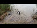 Flat coated retriever puppies & water の動画、YouTube動画。