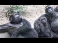 別れの日まで。母ゴリラに寄り添う息子達を1日でも長く見たい⭐️Gorilla【京都市動物園】Gentaro and Kintaro relax on the side of their mother.