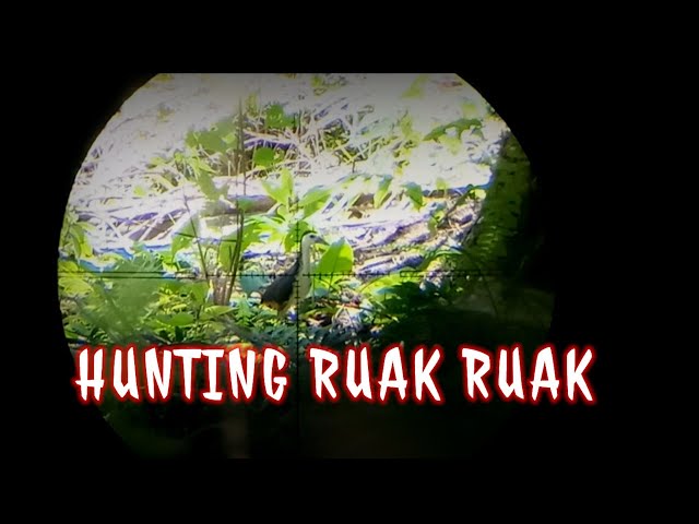 Hunting ruak ruak di ladang sawit class=