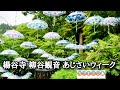 京都 楊谷寺 柳谷観音 あじさいウィーク アンブレラスカイ【Minmi/紫陽花】umbrella sky kyoto Music Video 4K UHD