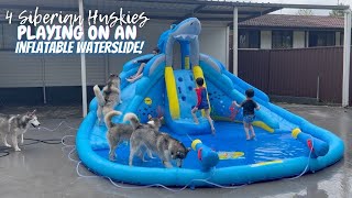 4 Siberian Huskies Playing On An Inflatable Waterslide