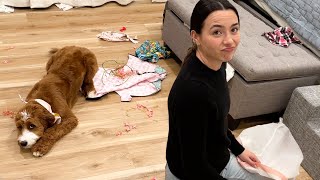 Our Puppy Destroyed All Her New Clothes by Aaron Burriss 42,424 views 3 weeks ago 16 minutes