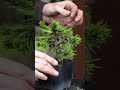 Styling a Pine bonsai #pinetwork #bonsai #diy