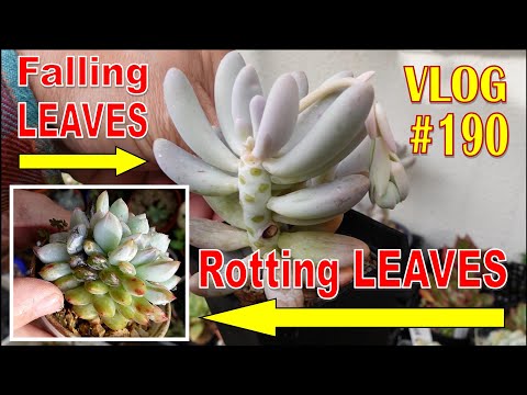 Vídeo: Què és una planta Black Knight: aprèn sobre Black Knight Echeveria Care