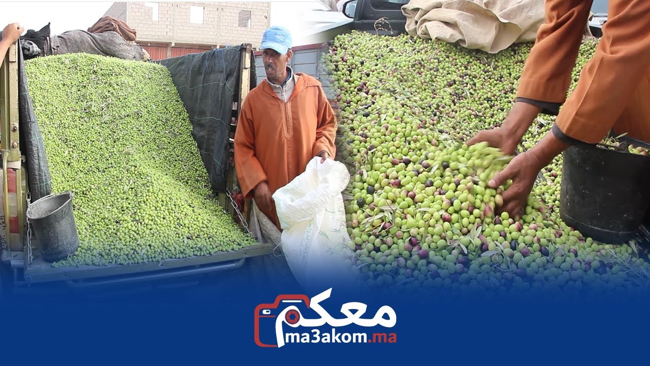 من قلب سوق حد احرارة باسفي.. انطلاق موسم بيع الزيتون وها بشحال الثمن ديالو