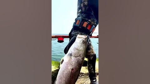 Săn Cá Vược tại Bờ Kè - Hải Dương, Huế