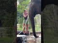 Chi Youl want to finish food in her mouth first 😍🐘❤️ #elephant #keffamily #kef #chimean