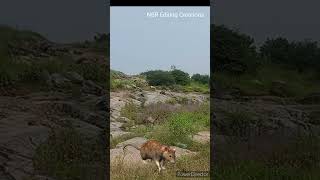 Rat Animation Rat Sound Of Animals