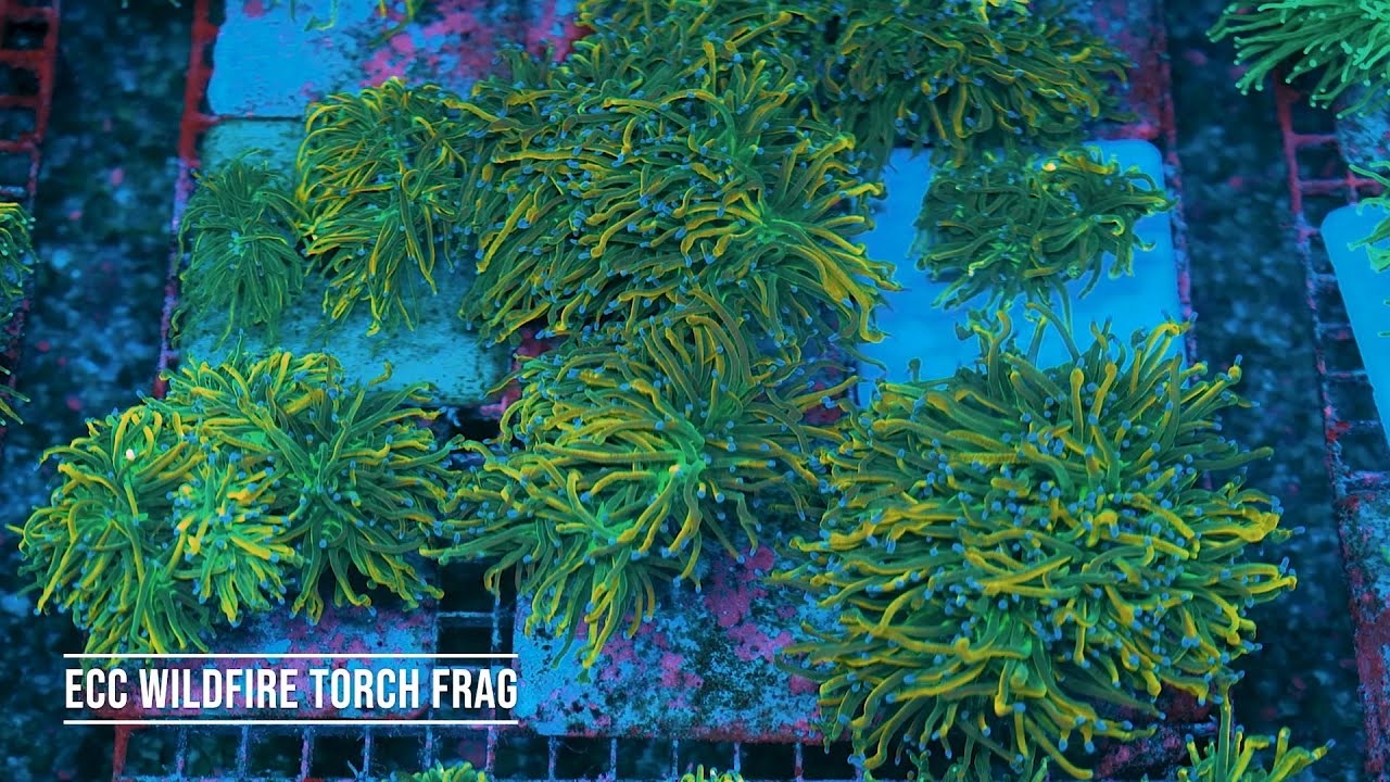 Stock Spotlight: ECC Wildfire Torch Frag