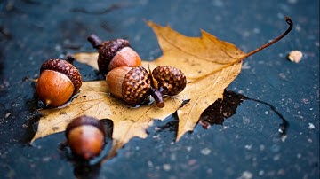 سورة النور تلاوات نادرة مشارى العفاسى Surat An Nur