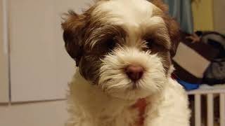 Our House is Their Playground  Day 52  Puppies Journey #havanese #cutepuppies