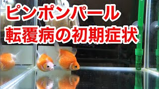 金魚 ピンポンパール 転覆病の初期症状 Youtube