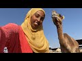 CAMEL MILK ADVENTURE- a view into Nodamic lifestyle in Berbera beach somaliland 2021