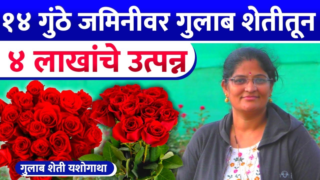 Rose Farming  Rose Cultivation Success story  Earning lakhs from 14 bunches of rose cultivation