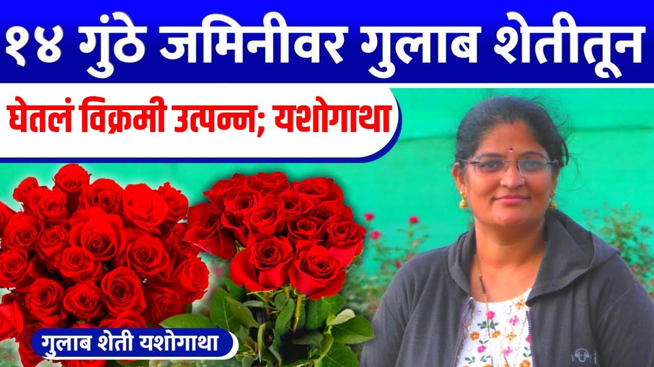Rose Farming | Rose Cultivation Success story | नफ्याची १४ गुंठे गुलाब शेती