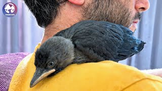 A Baby Crow Fell In Front Of Him What Happened Next Changed Everything