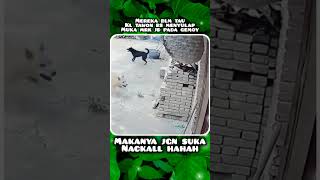 Mrk Blm Tau Bhw Yg Diisengin Ternyata Mahir Menyulap Muka Mrk Jd Pd Gemoy Menggemaskan..