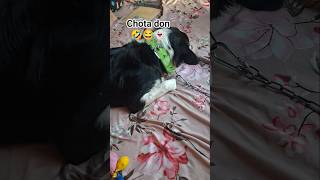 Chota don 🤣😂👻#dog #funny #funnydog #comedy #funnyanimal #shortvideo #shorts #short #youtube