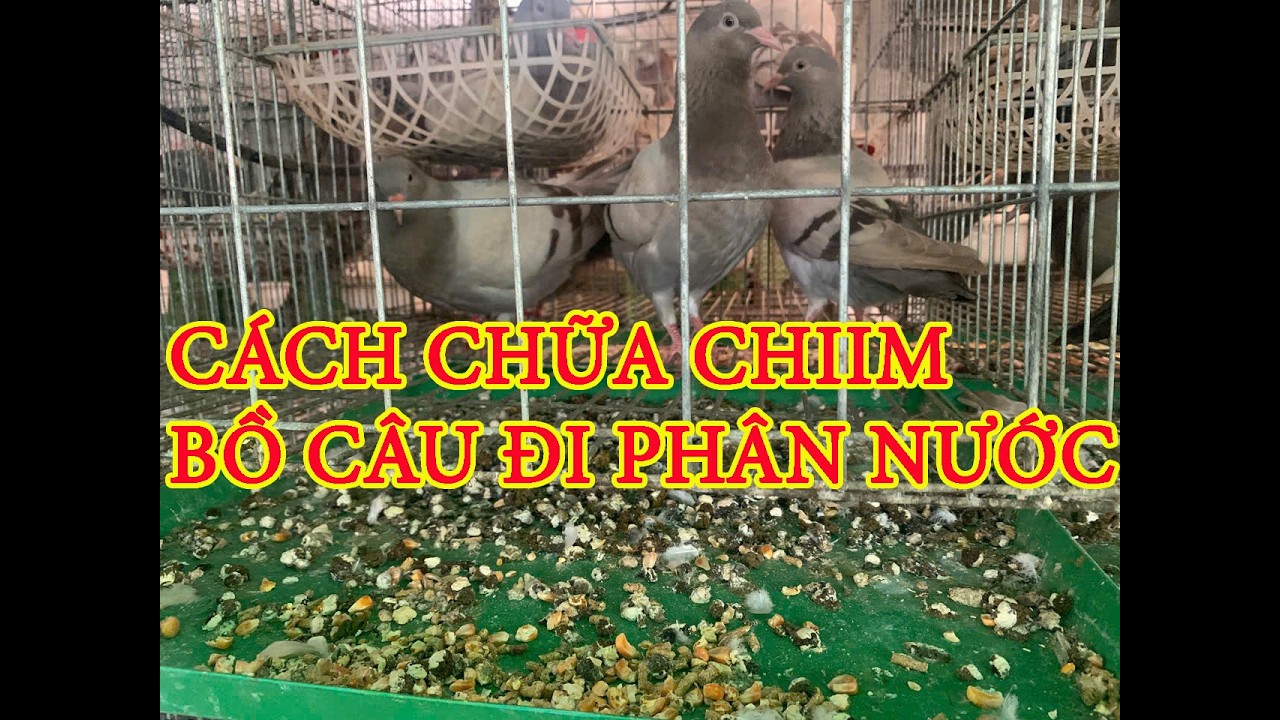 CÁCH CHỮA CHIM BỒ CÂU ĐI PHÂN NƯỚC