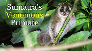 In Search of the Slow Loris – Sumatra's Venomous Primate