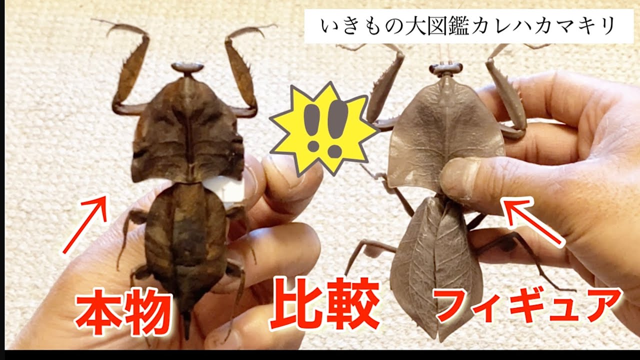 標本】オオエダカレハカマキリ 標本】オオエダカレハカマキリ