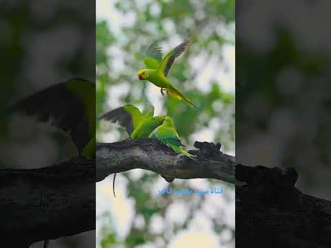 فيديو ببغاء الدرة