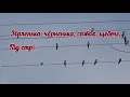 Птах року 2022 - міська ластівка