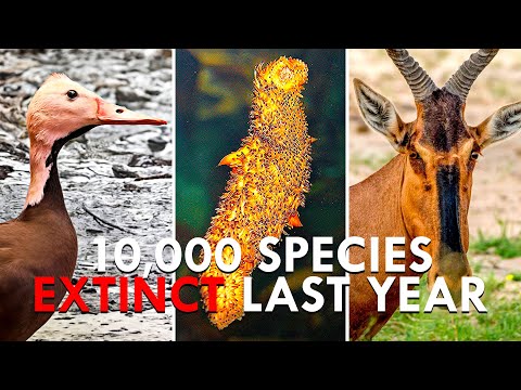 Common Animals You