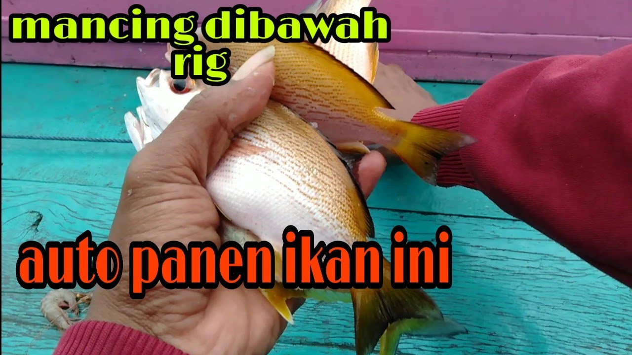 beragam ikannya,mancing muara dibawah rig,tehnik dasaran - YouTube