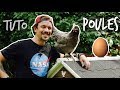 Tuto poules des oeufs frais tous les matins  toopet