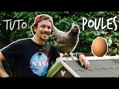 Vidéo: Comment loger des poulets dans votre jardin