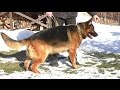 КРАСАВЕЦ ДАКАР. Кобель немецкой овчарки 4,5 года. Magnificent German Shepherd. Одесса.