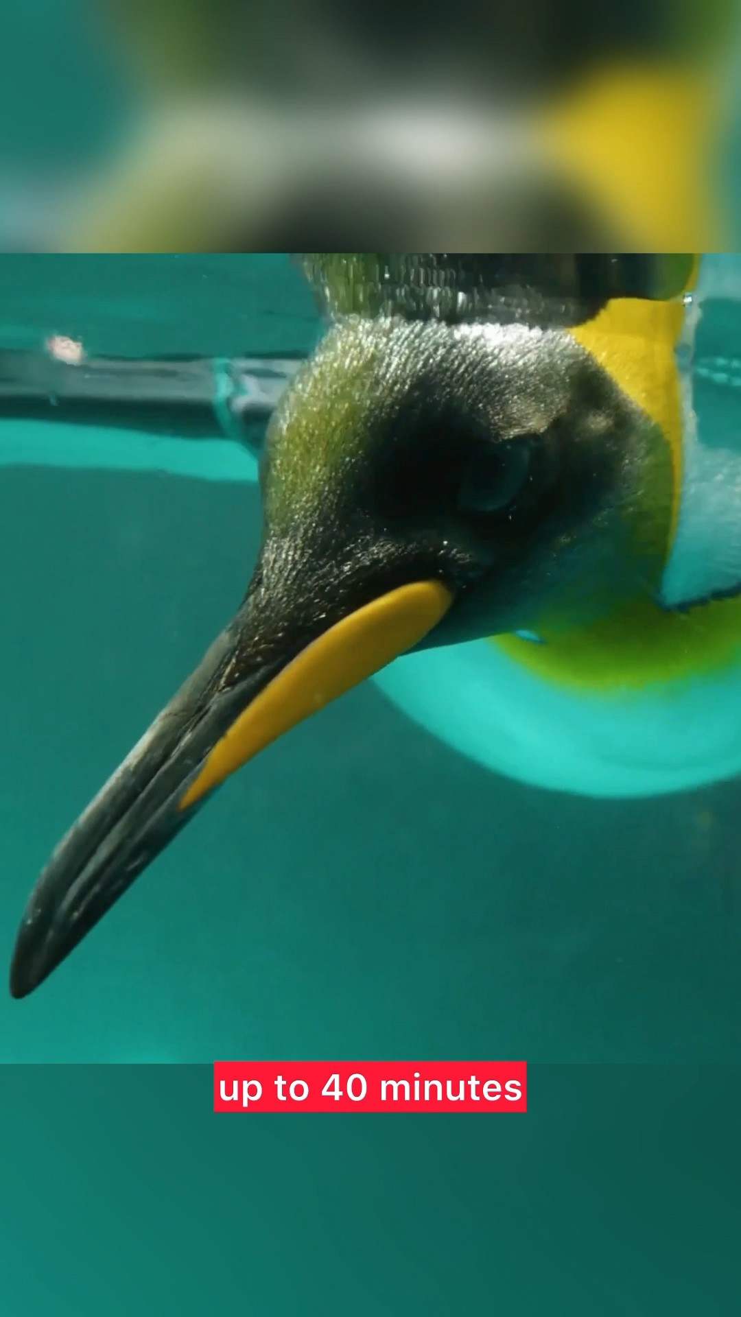 Huge Penguin Species Discovered! ? #colossus #penguins