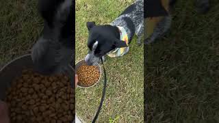 Blue Heeler Puppy Eating Yum Yum ( 5 Months Old )