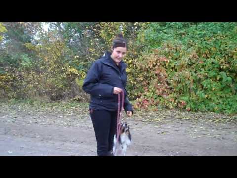 Video: Hvordan Beskytte Hunden Din Mot  Flått  Om Sommeren