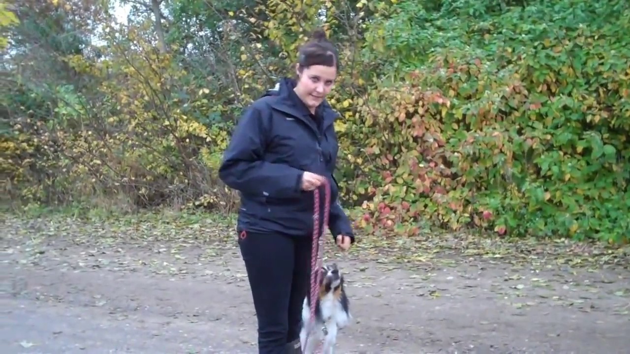 smække Opstå Forfølgelse Teach your dog to walk nicely on leash - YouTube