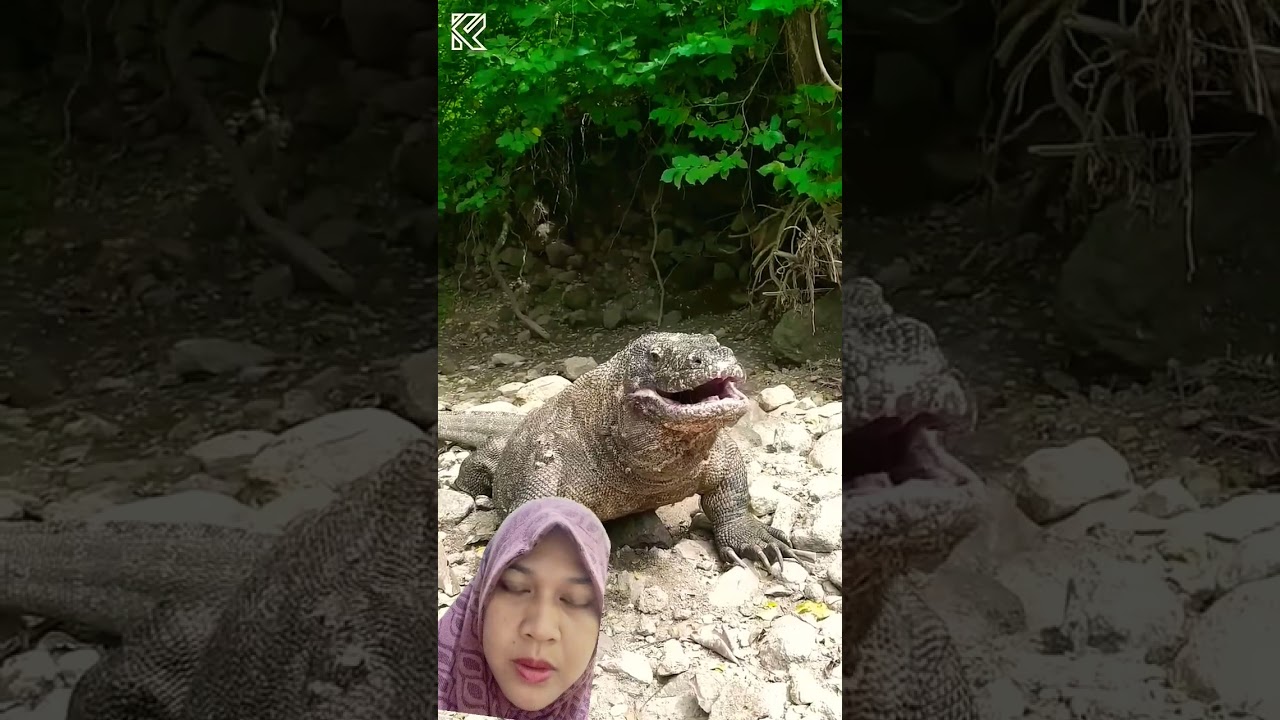 OMG❗Komodo Dragon Totally Insane Moments You Won’t Believe‼️