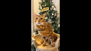 X'masツリーの前で鳴きまくるイケメン猫 #shorts