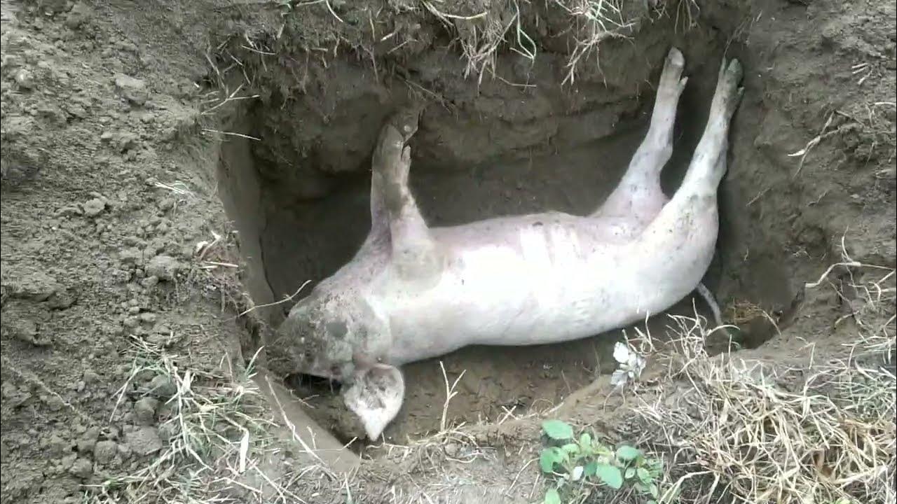 how to bury dead pig YouTube