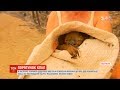 В Австралії створять центри реабілітації коал, які постраждали від лісових пожеж