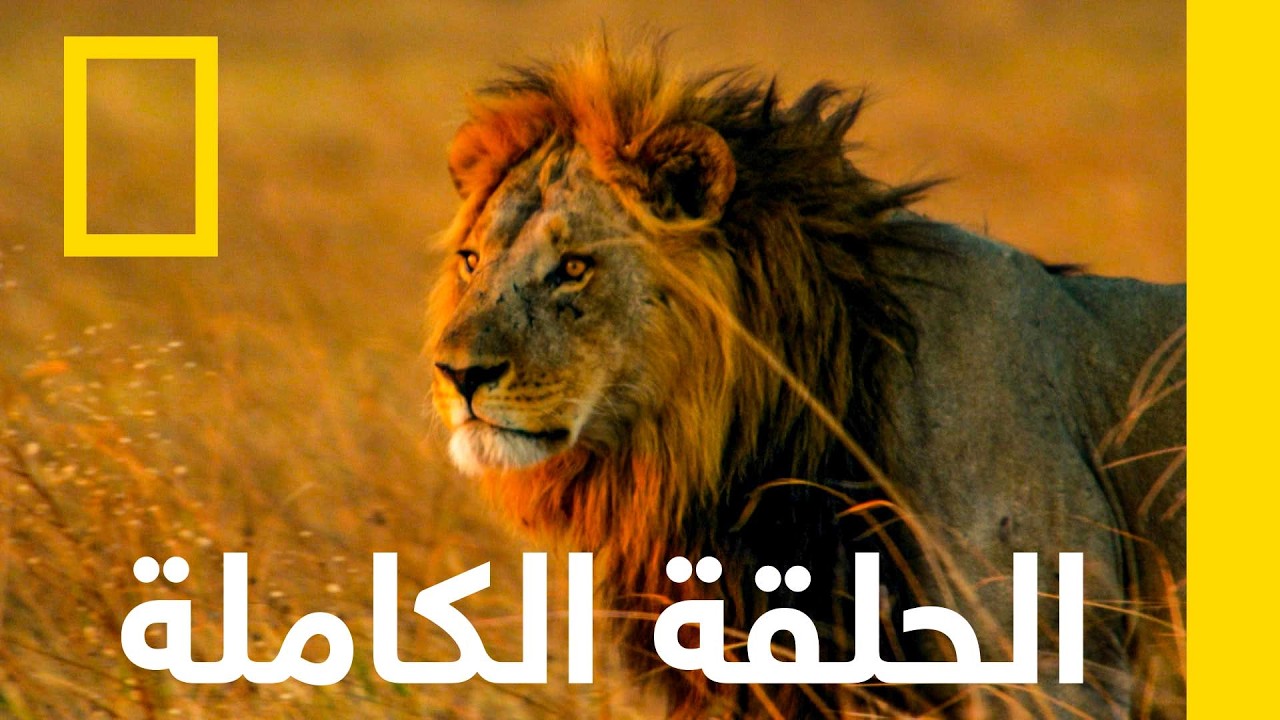 Savage Kingdom Ep 4 Mother of Lions
 - نشر قبل 25 دقيقة