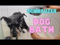 How to give your Dog a Bath. Mini Schnauzer の動画、YouTube動画。