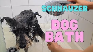 How to give your Dog a Bath. Mini Schnauzer