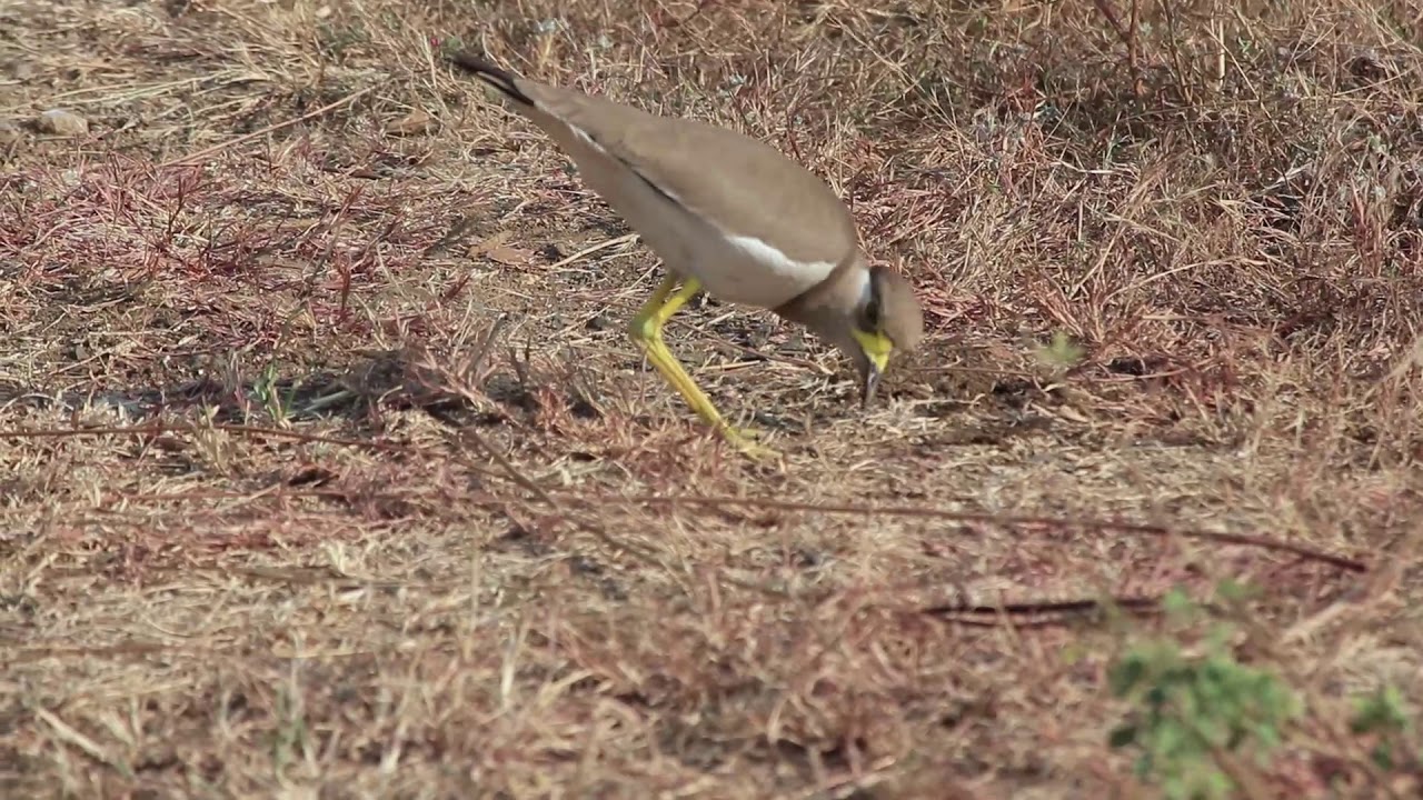 Yellow-wattled Lapwing | Vanellus malabaricus | Indian Bird Videos #12