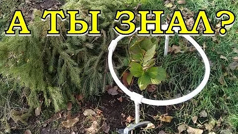 Укрываем ГОРТЕНЗИЮ на зиму: ПРОСТО и НАДЕЖНО