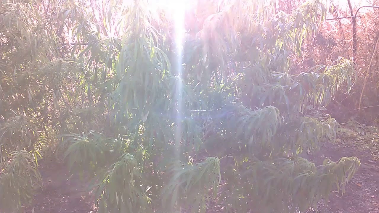 Neville's haze fem (GHS) in Russia 44°N